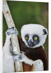 Coquerel's Sifaka by Anonymous