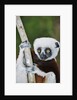 Coquerel's Sifaka by Anonymous