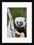 Coquerel's Sifaka by Anonymous