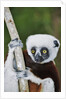 Coquerel's Sifaka by Anonymous