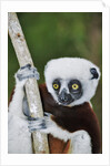 Coquerel's Sifaka by Anonymous