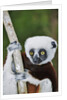 Coquerel's Sifaka by Anonymous