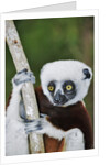 Coquerel's Sifaka by Anonymous