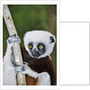 Coquerel's Sifaka by Anonymous