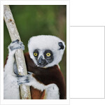 Coquerel's Sifaka by Anonymous