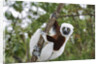 Coquerel's Sifaka by Anonymous