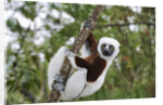 Coquerel's Sifaka by Anonymous