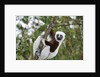 Coquerel's Sifaka by Anonymous