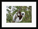 Coquerel's Sifaka by Anonymous