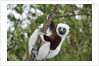Coquerel's Sifaka by Anonymous