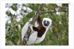 Coquerel's Sifaka by Anonymous