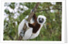 Coquerel's Sifaka by Anonymous