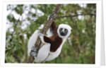 Coquerel's Sifaka by Anonymous