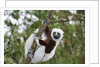 Coquerel's Sifaka by Anonymous