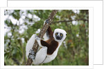Coquerel's Sifaka by Anonymous