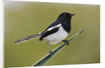 Madagascar Magpie Robin by Anonymous