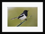 Madagascar Magpie Robin by Anonymous