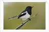 Madagascar Magpie Robin by Anonymous