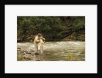 Father and Son Fly Fishing in Moose Creek by Anonymous