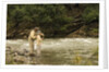 Father and Son Fly Fishing in Moose Creek by Anonymous