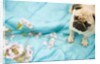 Pug on a Turquoise Blanket by Anonymous