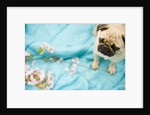 Pug on a Turquoise Blanket by Anonymous