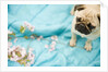 Pug on a Turquoise Blanket by Anonymous