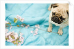 Pug on a Turquoise Blanket by Anonymous
