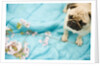 Pug on a Turquoise Blanket by Anonymous