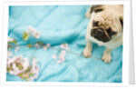 Pug on a Turquoise Blanket by Anonymous
