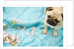 Pug on a Turquoise Blanket by Anonymous