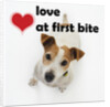 Love at First Bite by Anonymous