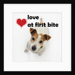 Love at First Bite by Anonymous