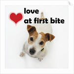 Love at First Bite by Anonymous