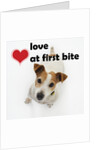 Love at First Bite by Anonymous