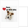 Love at First Bite by Anonymous