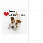 Love at First Bite by Anonymous