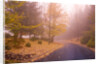 Fall Colors Along Country Road by Anonymous
