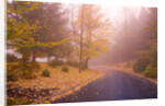 Fall Colors Along Country Road by Anonymous