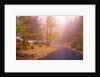 Fall Colors Along Country Road by Anonymous