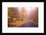 Fall Colors Along Country Road by Anonymous