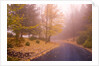 Fall Colors Along Country Road by Anonymous
