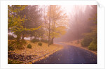 Fall Colors Along Country Road by Anonymous