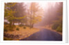 Fall Colors Along Country Road by Anonymous