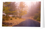 Fall Colors Along Country Road by Anonymous