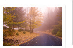 Fall Colors Along Country Road by Anonymous