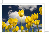 Tulips by Anonymous