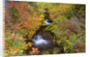 Fall Colors Along Creek by Anonymous