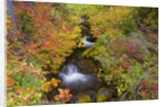 Fall Colors Along Creek by Anonymous