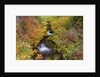 Fall Colors Along Creek by Anonymous
